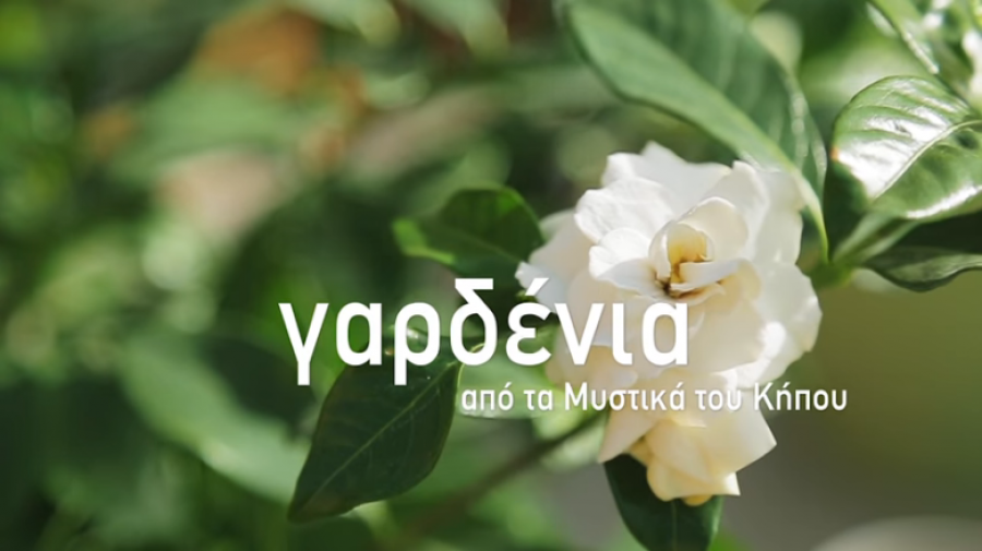 Γαρδένια! Τα 7μυστικά μεταφύτευσης!