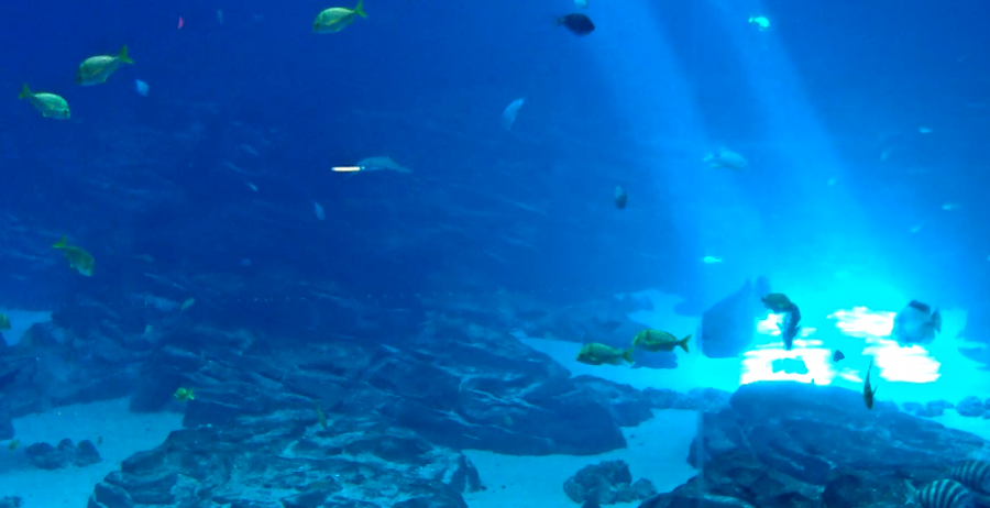 On-line περιήγηση στο μεγαλύτερο ενυδρείο του κόσμου! 